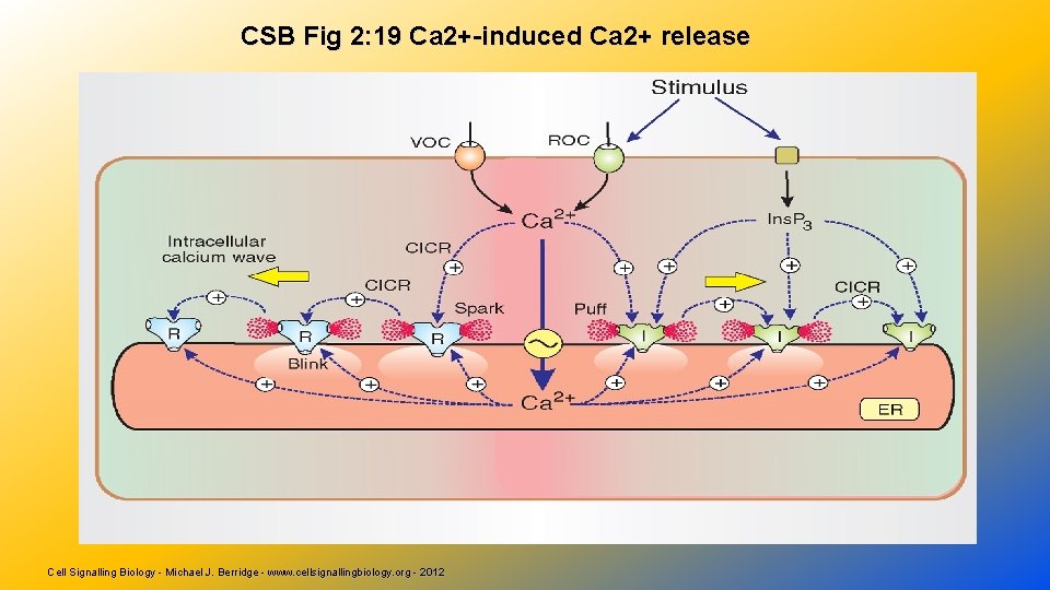 CSB Fig 2: 19 Ca 2+-induced Ca 2+ release Cell Signalling Biology - Michael