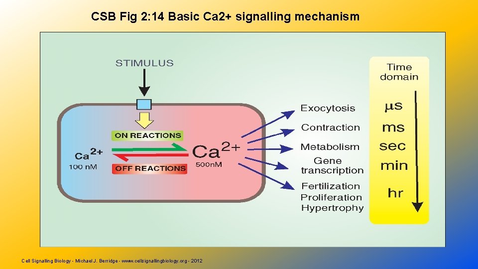 CSB Fig 2: 14 Basic Ca 2+ signalling mechanism Cell Signalling Biology - Michael