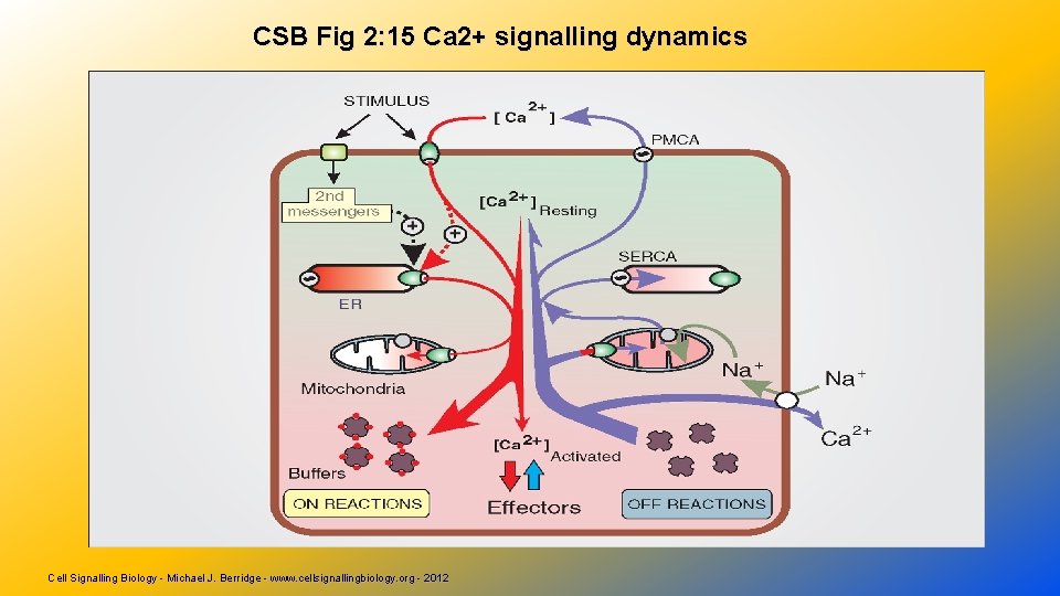 CSB Fig 2: 15 Ca 2+ signalling dynamics Cell Signalling Biology - Michael J.