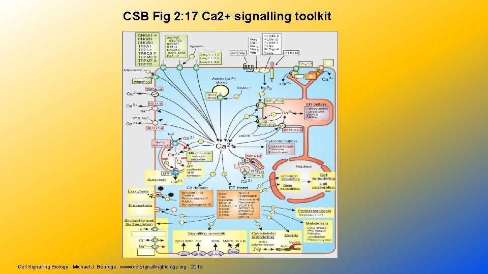CSB Fig 2: 17 Ca 2+ signalling toolkit Cell Signalling Biology - Michael J.