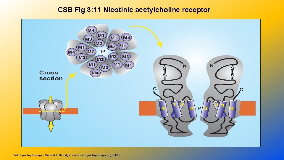 CSB Fig 3: 11 Nicotinic acetylcholine receptor Cell Signalling Biology - Michael J. Berridge