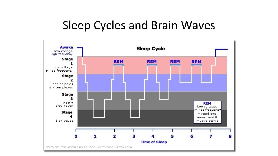 Sleep Cycles and Brain Waves 