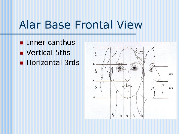 Alar Base Frontal View n n n Inner canthus Vertical 5 ths Horizontal 3