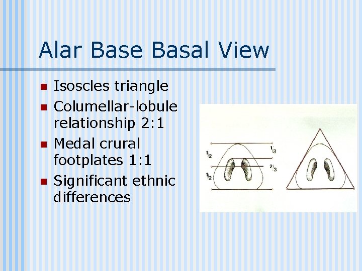 Alar Base Basal View n n Isoscles triangle Columellar-lobule relationship 2: 1 Medal crural