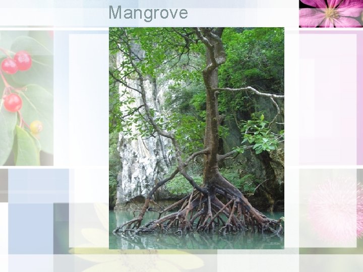 Mangrove 