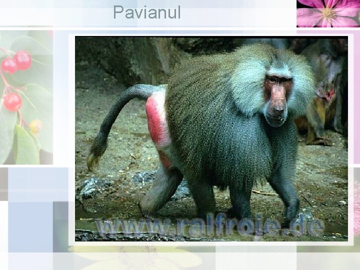 Pavianul 