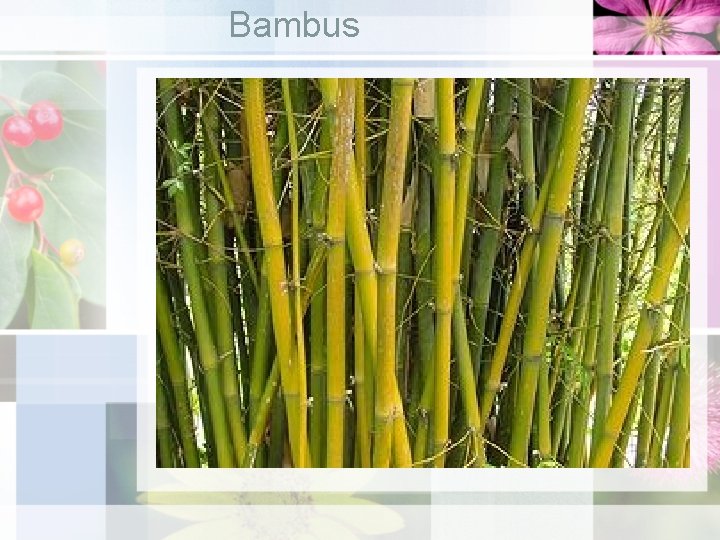 Bambus 