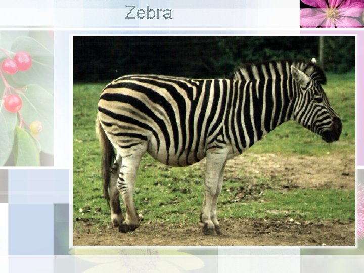 Zebra 