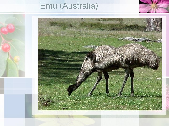 Emu (Australia) 