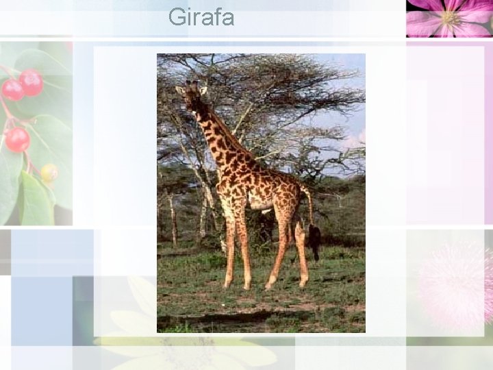 Girafa 