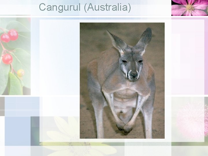 Cangurul (Australia) 