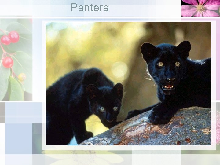 Pantera 