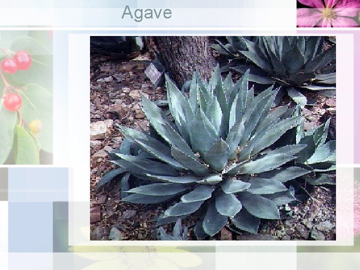 Agave 