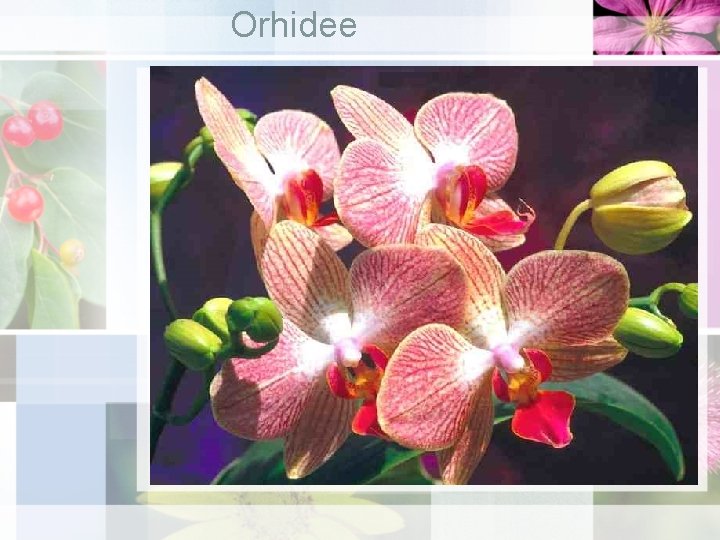 Orhidee 