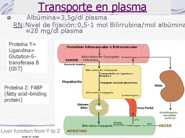 Transporte en plasma Albúmina=3, 5 g/dl plasma RN: Nivel de fijación: 0, 5 -1