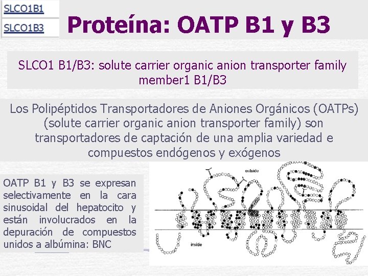  Proteína: OATP B 1 y B 3 SLCO 1 B 1/B 3: solute