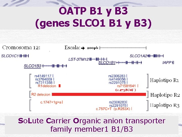 OATP B 1 y B 3 (genes SLCO 1 B 1 y B 3)