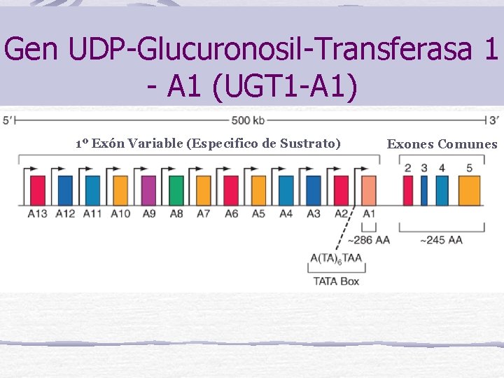 Gen UDP-Glucuronosil-Transferasa 1 - A 1 (UGT 1 -A 1) 1º Exón Variable (Especifico