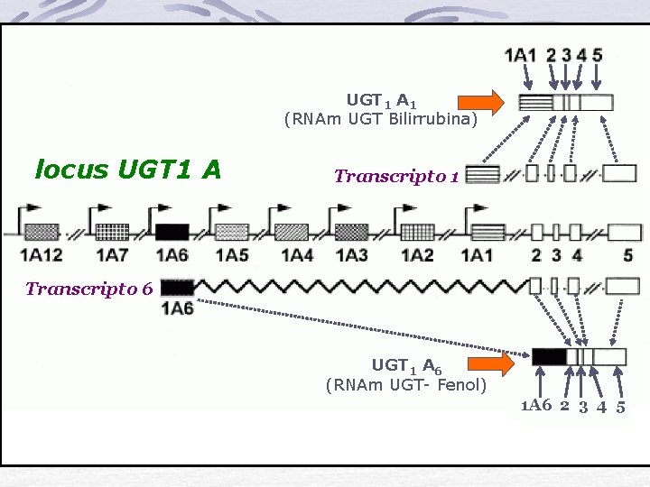 UGT 1 A 1 (RNAm UGT Bilirrubina) locus UGT 1 A Transcripto 1 Transcripto