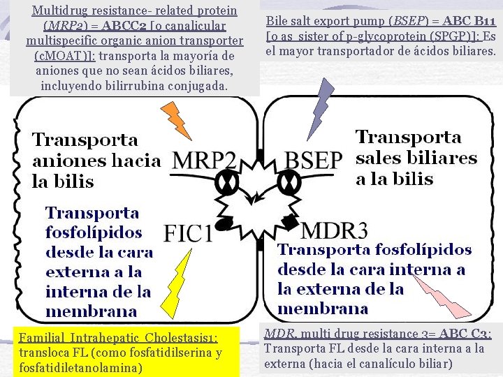 Multidrug resistance- related protein (MRP 2) = ABCC 2 [o canalicular multispecific organic anion