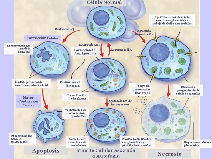 Célula Normal Apertura de canales en la membrana plasmática e influjo de fluido extracelular