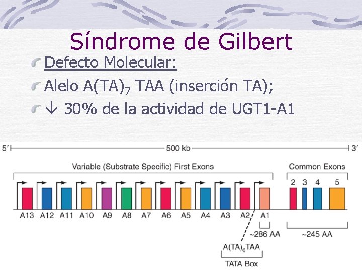 Síndrome de Gilbert Defecto Molecular: Alelo A(TA)7 TAA (inserción TA); 30% de la actividad