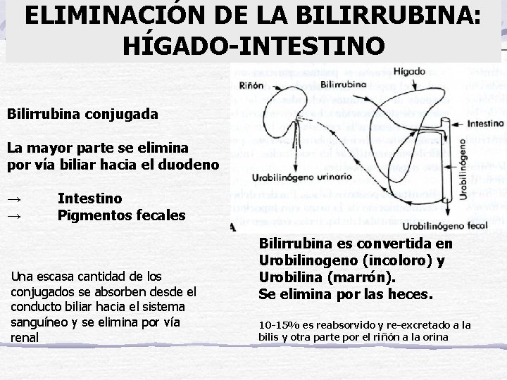 ELIMINACIÓN DE LA BILIRRUBINA: HÍGADO-INTESTINO Bilirrubina conjugada La mayor parte se elimina por vía