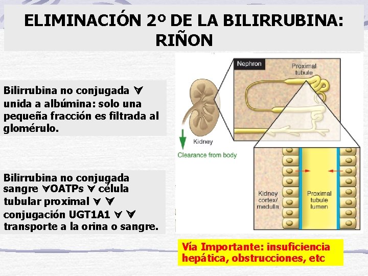 ELIMINACIÓN 2º DE LA BILIRRUBINA: RIÑON Bilirrubina no conjugada unida a albúmina: solo una