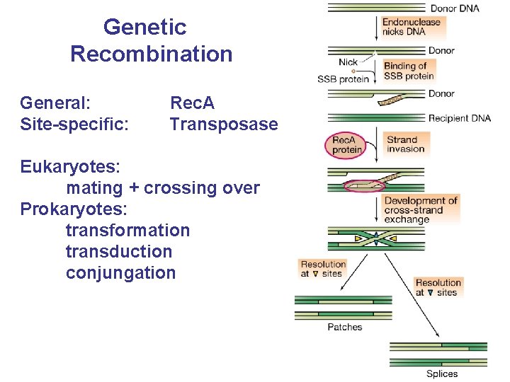  Genetic Recombination General: Rec. A Site-specific: Transposase Eukaryotes: mating + crossing over Prokaryotes: