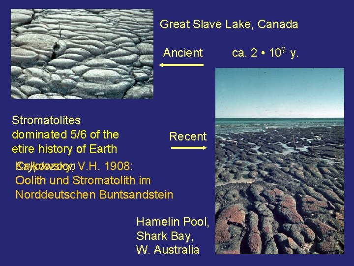 Great Slave Lake, Canada Ancient ca. 2 • 109 y. Stromatolites dominated 5/6 of