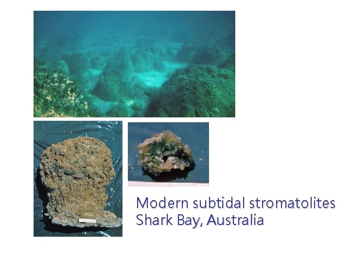 Modern subtidal stromatolites Shark Bay, Australia 