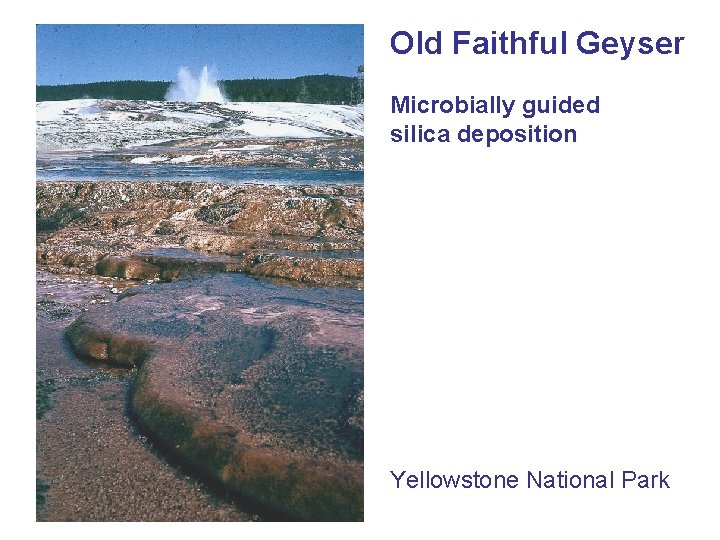 Old Faithful Geyser Microbially guided silica deposition Yellowstone National Park 