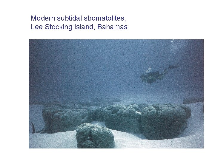 Modern subtidal stromatolites, Lee Stocking Island, Bahamas 