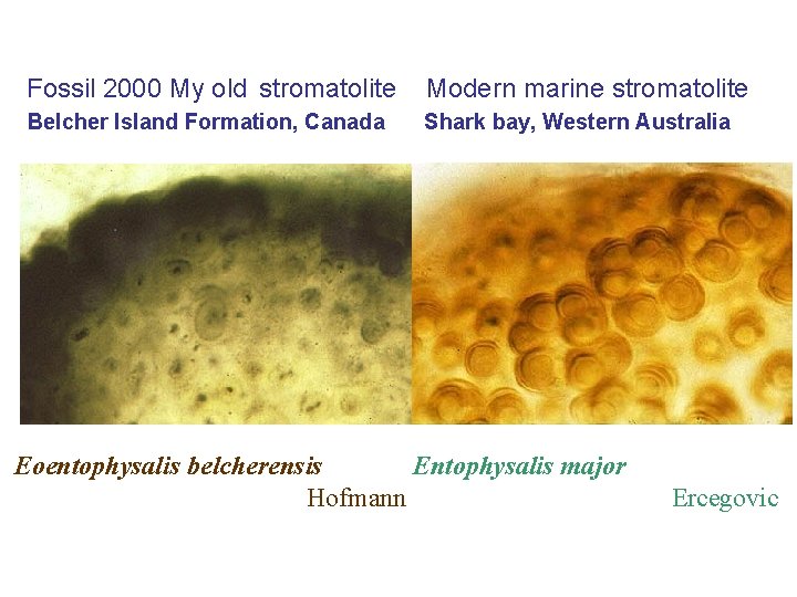 Fossil 2000 My old stromatolite Modern marine stromatolite Belcher Island Formation, Canada Shark bay,