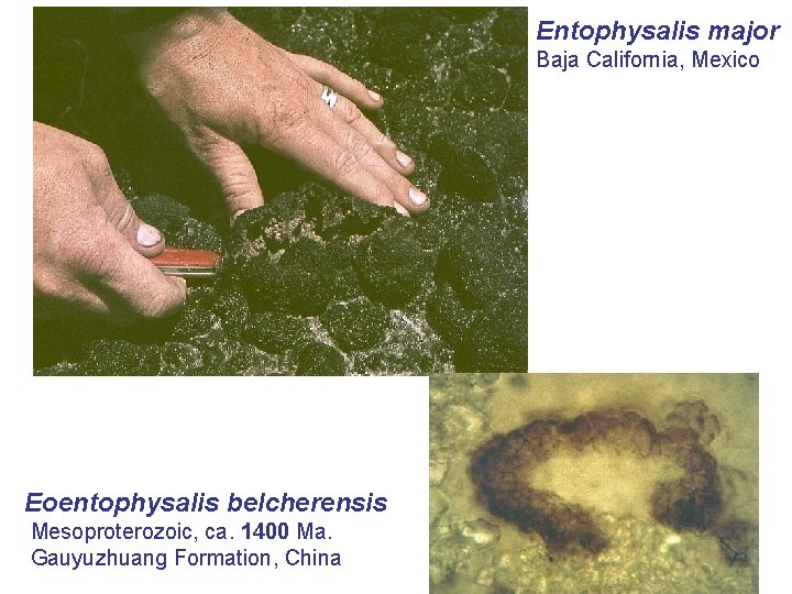 Entophysalis major Baja California, Mexico Eoentophysalis belcherensis Mesoproterozoic, ca. 1400 Ma. Gauyuzhuang Formation, China