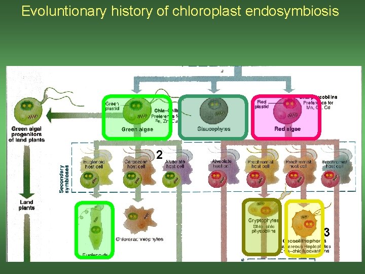 Evoluntionary history of chloroplast endosymbiosis 2 3 