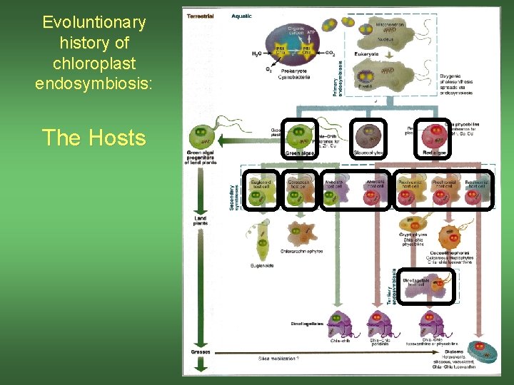 Evoluntionary history of chloroplast endosymbiosis: The Hosts 