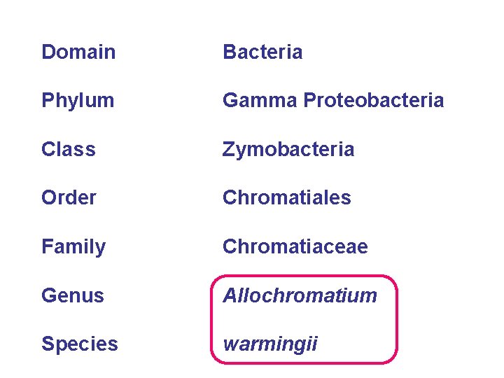 Domain Bacteria Phylum Gamma Proteobacteria Class Zymobacteria Order Chromatiales Family Chromatiaceae Genus Allochromatium Species
