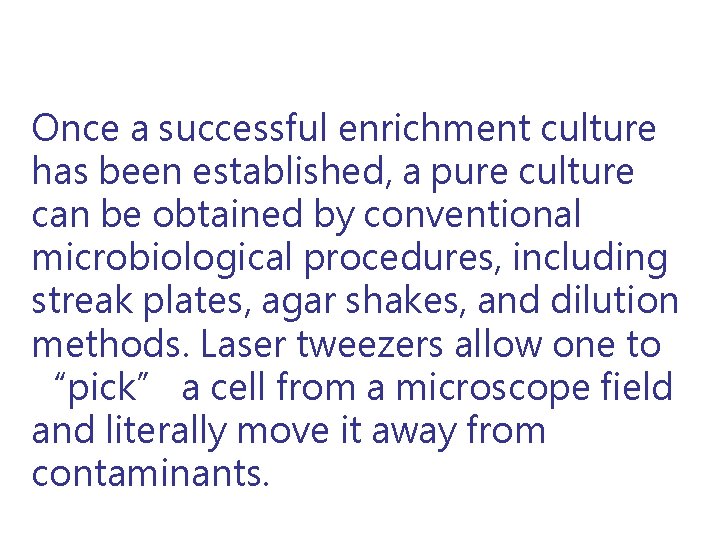 Once a successful enrichment culture has been established, a pure culture can be obtained