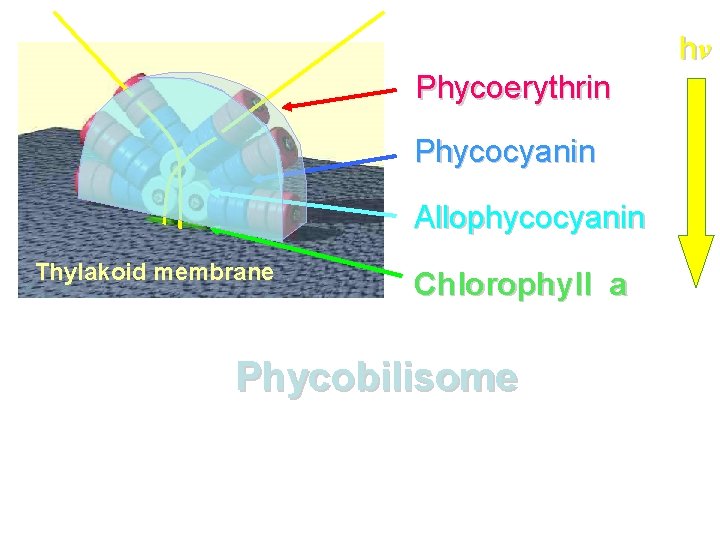 hν Phycoerythrin Phycocyanin Allophycocyanin Thylakoid membrane Chlorophyll a Phycobilisome 