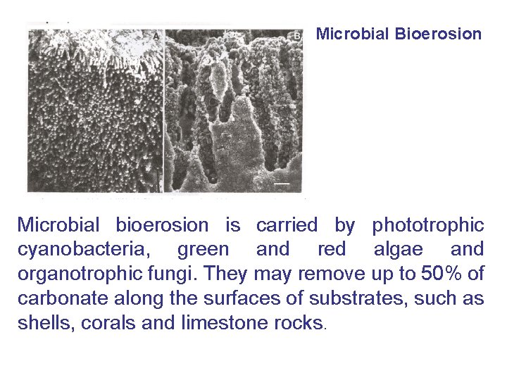 Microbial Bioerosion Microbial bioerosion is carried by phototrophic cyanobacteria, green and red algae and