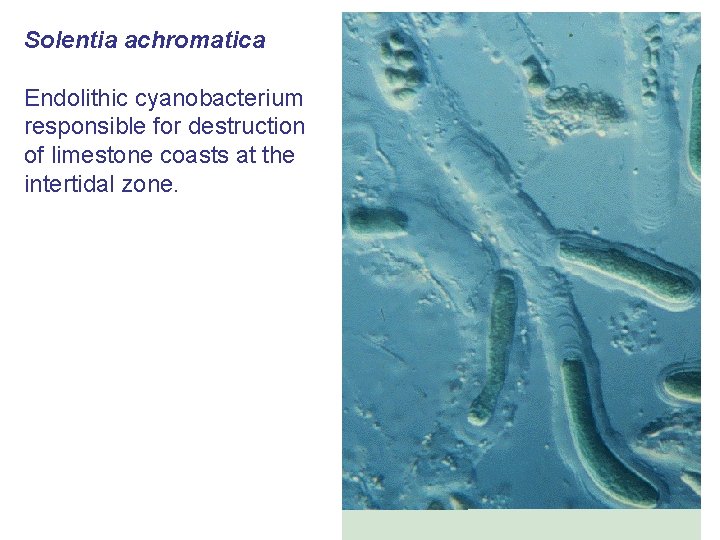 Solentia achromatica Endolithic cyanobacterium responsible for destruction of limestone coasts at the intertidal zone.