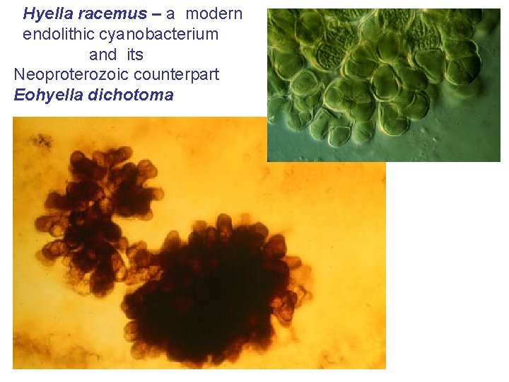 Hyella racemus – a modern endolithic cyanobacterium and its Neoproterozoic counterpart Eohyella dichotoma 