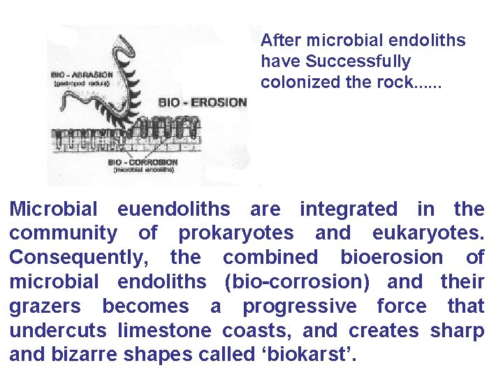 After microbial endoliths have Successfully colonized the rock…… Microbial euendoliths are integrated in the
