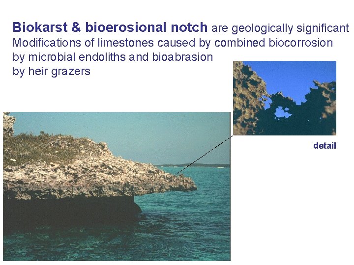 Biokarst & bioerosional notch are geologically significant Modifications of limestones caused by combined biocorrosion
