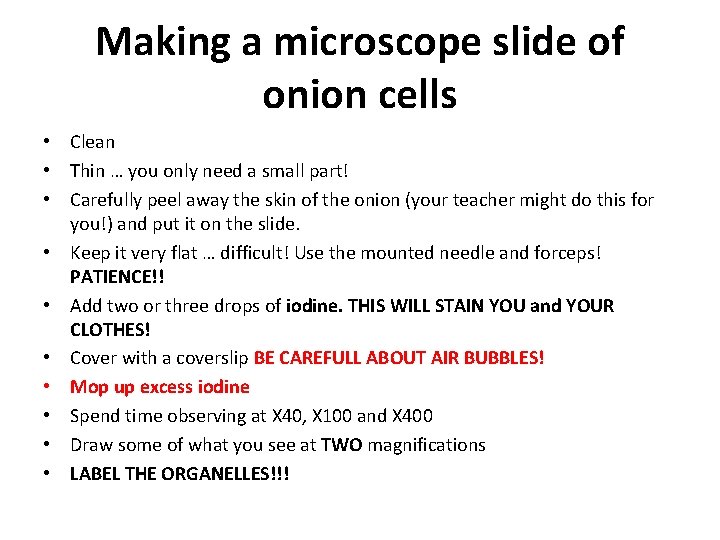 Making a microscope slide of onion cells • Clean • Thin … you only