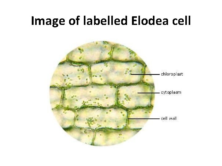 Image of labelled Elodea cell 