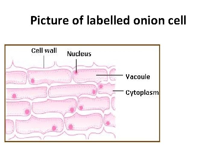 Picture of labelled onion cell 