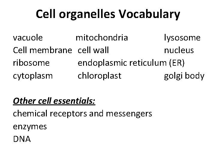 Cell organelles Vocabulary vacuole mitochondria lysosome Cell membrane cell wall nucleus ribosome endoplasmic reticulum