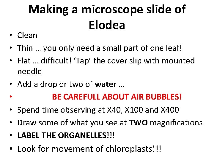 Making a microscope slide of Elodea • Clean • Thin … you only need